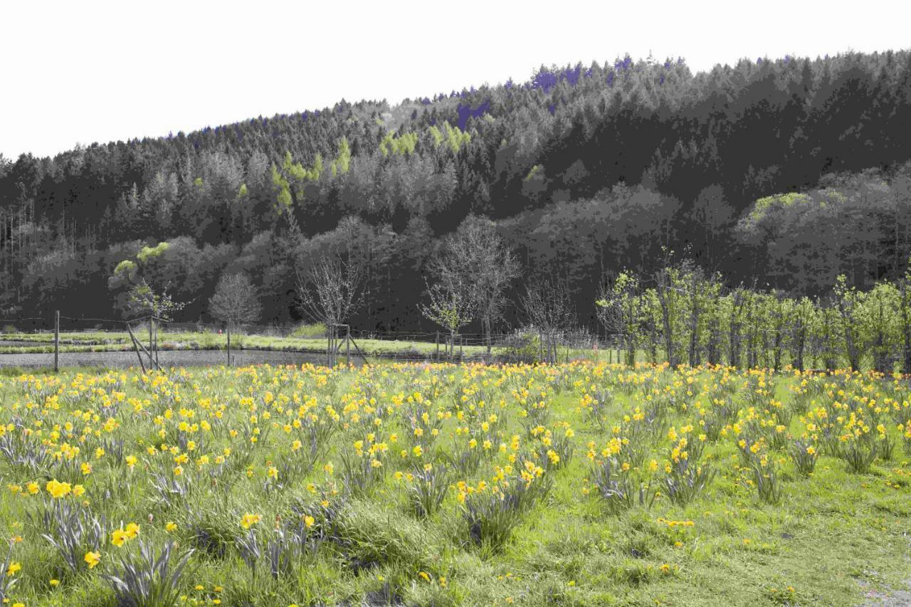Ferienhaus Salmtal Himmerod Großlittgen Exteriér fotografie